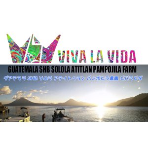 画像: :グアテマラ SHB ソロラ アティトゥラン パンポヒラ農園 ビバラビダ